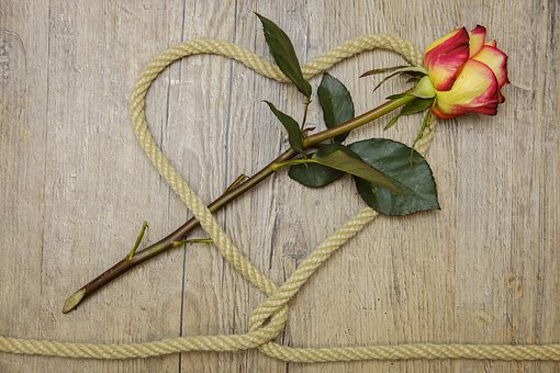rose-3198626__340